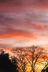 Fototapeta premium intense pink and orange sunrise with exotic tree silhouettes in the foreground