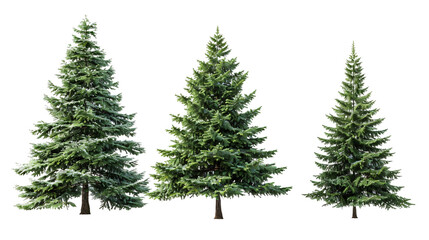 Fototapeta premium Three trees are standing in a row on a transparent background