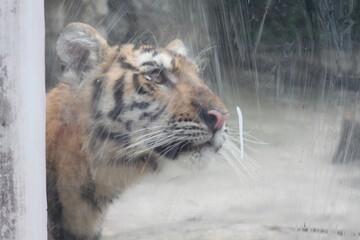 Close-up of a tiger with a glass barrier