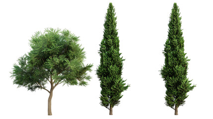 Three trees are standing in a row on a transparent background