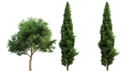 Three trees are standing in a row on a transparent background