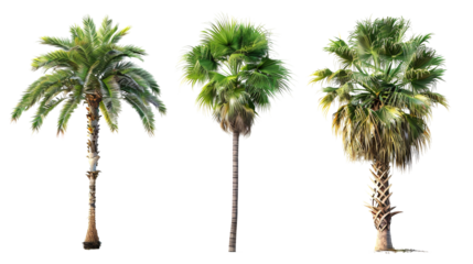 Three palm trees are shown in a row, with the middle one being the tallest on a transparent background.