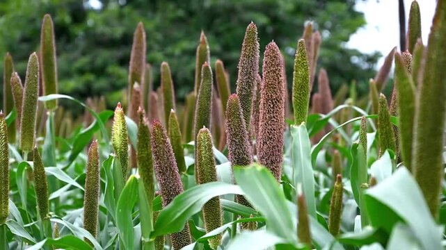 Millet field in India, millet plants and seed in farm, Bajra (pearl millet) in the field