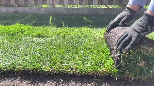 Men laying a roll of natural lawn cover, lawn grass, lawn laying, rolled green grass, material for landscaping