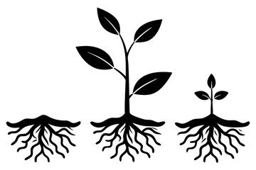 Silhouette of life cycle of tomato plant. Growth stages of tomato plant from planting a seed