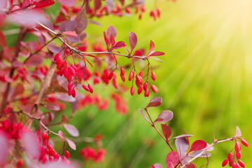 Autumn natural background with view of garden bushes