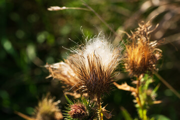 Ripe seeds on a milk thistle plant in a meadow.
