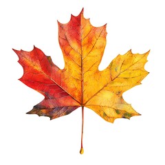 Obraz premium A single autumn maple leaf, colorful and crisp, is isolated on a pure white background.