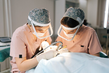 Closeup of two female doctors extracting hair follicles from donor area of patient for hair transplantation in clinic. Process of hair transplant with FUE method. Concept of baldness treatment.