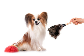 papillon dog in studio