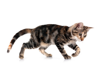 little cat in studio