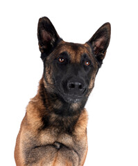 malinois in studio