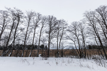 Coastal winter landscape with bare trees