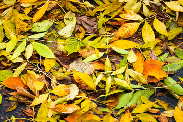 Colorful fallen leaves lay on the ground