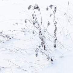 Frozen dry plants stand in a snowdrift, close up square photo