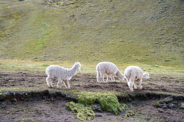 Obraz premium Alpacas Grazing around Rainbow Mountain, Cusco, Peru