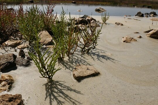 Salicornia plants growing in muddy shallow water of salty pond around some rocks, sunlit by summer daylight sunshine. 