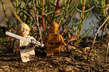 Obraz premium LEGO Star Wars Luke Skywalker with white lightsaber and golden android C3PO walking on shoreline sand between edible Salicornia plants, sunlit by summer late afternoon sunshine.