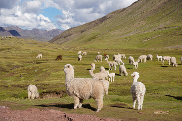 Naklejka premium Alpacas Grazing around Rainbow Mountain, Cusco, Peru