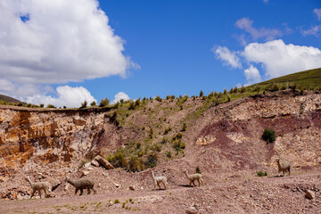 Llama's on the roads around Cusco, Peru