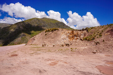 Llama's on the roads around Cusco, Peru
