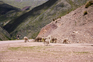 Llama's on the roads around Cusco, Peru