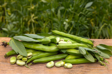 Broad beans or fava beans (Fave) in close-up. Broad bean plant in the background. From garden to table: spring vegetables and legumes