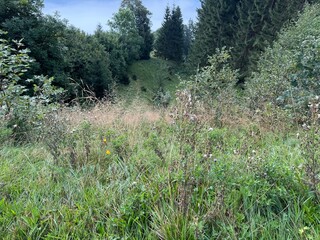 grass and flowers