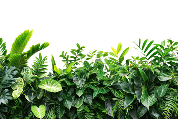 PNG Tropical bushes green vegetation rainforest.