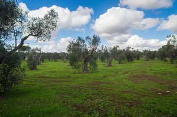 Ulivi in un campo di terra rossa e erba verde in una giornata di sole e nuvole lungo il Cammino del Salento che da Lecce porta a Santa Maria di Leuca