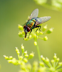 A fly on small yellow flowers. Macro