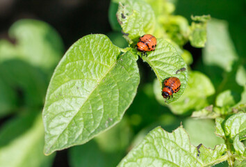 Colorado potato beetle on potato leaves. Close-up