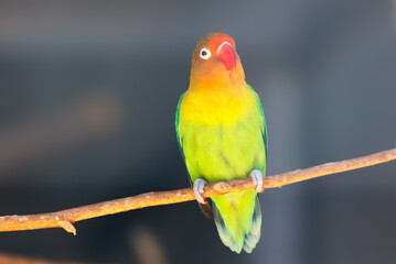Portrait of a parrot in the zoo