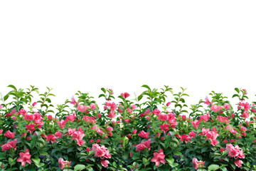 Naklejka premium PNG Tropical flower bushes vegetation geranium outdoors.