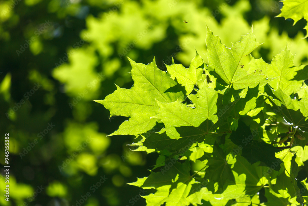 Wall mural green leaves on a tree in the park in summer