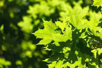 Green leaves on a tree in the park in summer