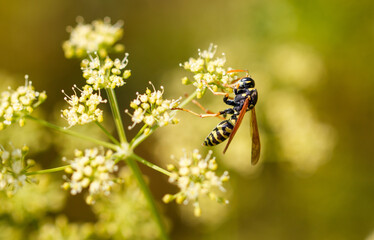 Wasp on a yellow flower. Macro