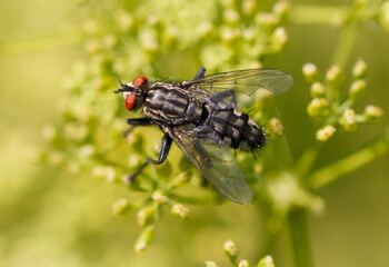 A fly on small yellow flowers. Macro