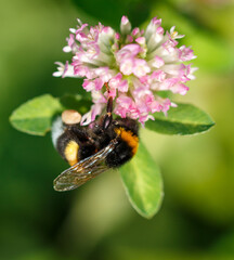 Bee on a pink clover flower. Macro