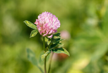 Pink flower on clover in nature. Macro