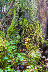 Growing mushrooms and mosses on a tree stump