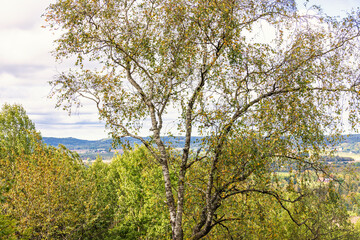 Birch tree in a landscape view