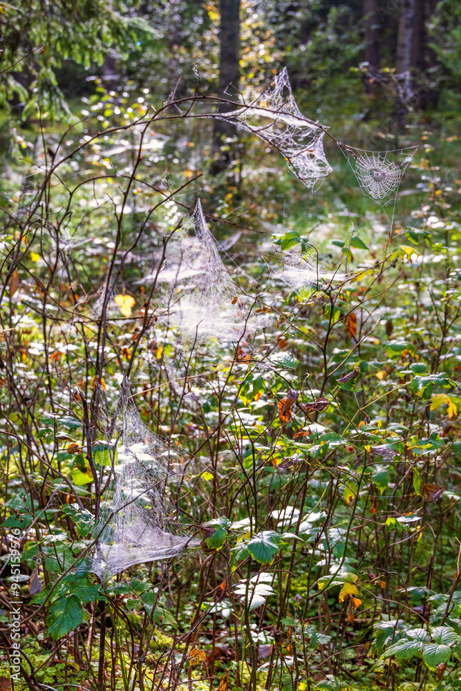 Wall mural Dewy spider web in backlight on shrubs in a forest at autumn