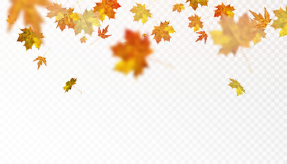 Autumn leaves are scattered randomly on a transparent background. Bright beautiful foliage. Autumn ornament. Vector for web design and illustrations.