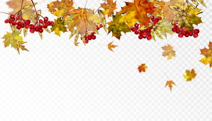 Autumn leaves are scattered randomly on a transparent background. Bright beautiful foliage. Autumn ornament. Vector for web design and illustrations.