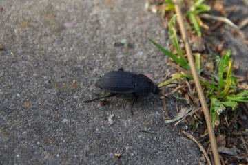 Black beetle on the ground. Close-up. Selective focus.