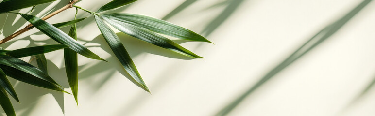Fototapeta premium bamboo leaf with a subtle shadow on a light background, creating a minimalist design with ample space for text