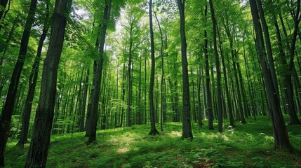 Fototapeta premium Describe the significance of forests in sustaining life on Earth. How do forests contribute to air quality,