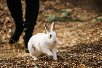 Running rabbit