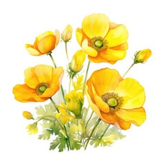 Naklejka premium Watercolor illustration of yellow poppies. Isolated on white background